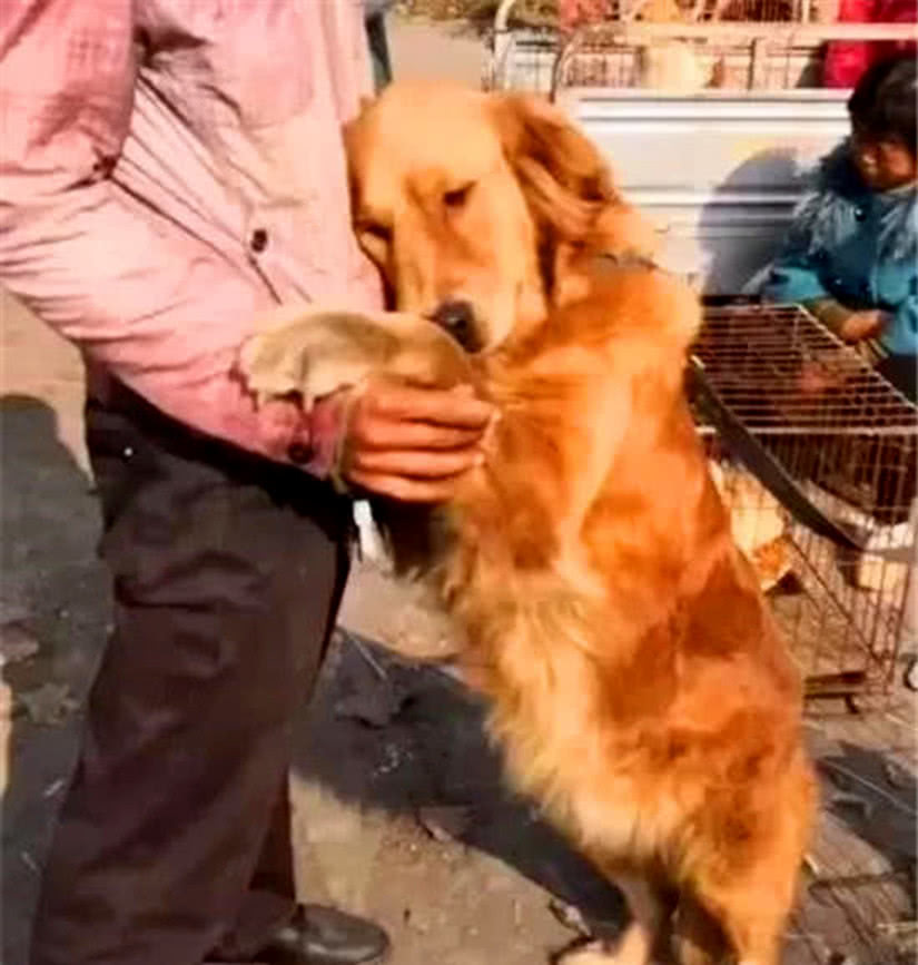 主人搬迁到城里，无奈只得将金毛卖掉，金毛的反应却让人心疼休闲区蓝鸢梦想 - Www.slyday.coM