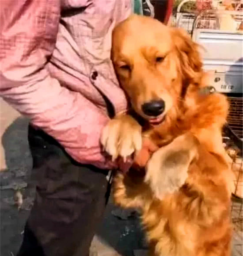 主人搬迁到城里，无奈只得将金毛卖掉，金毛的反应却让人心疼休闲区蓝鸢梦想 - Www.slyday.coM