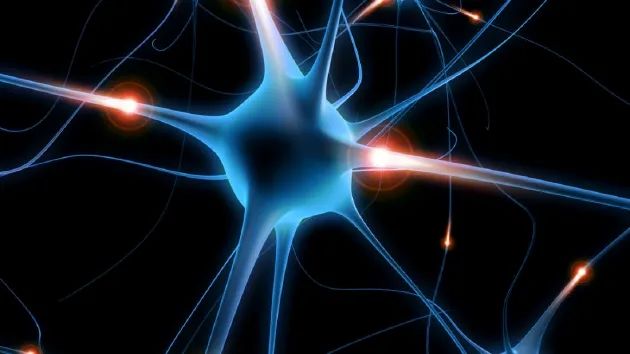 人脑或可被声控超声波首次成功控制哺乳动物脑细胞