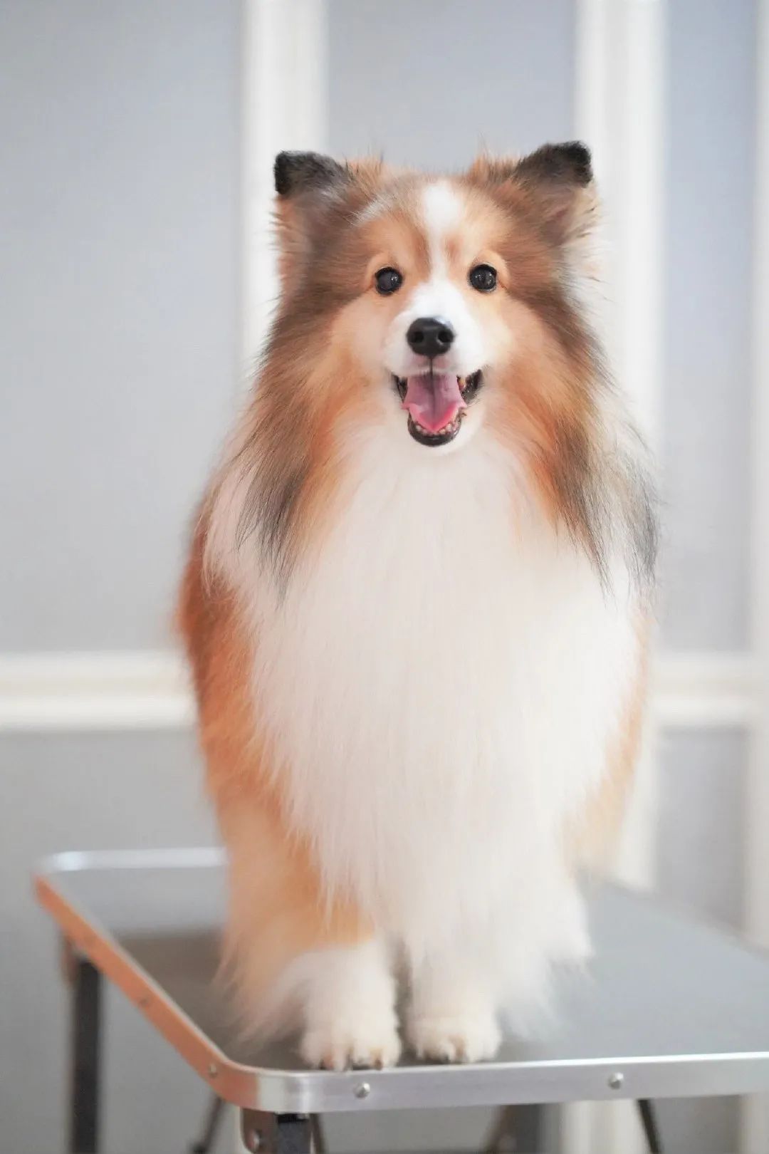 千万别随便给一只喜乐蒂洗澡,否则...它会化身杏鲍菇!|喜乐蒂|杏鲍菇|