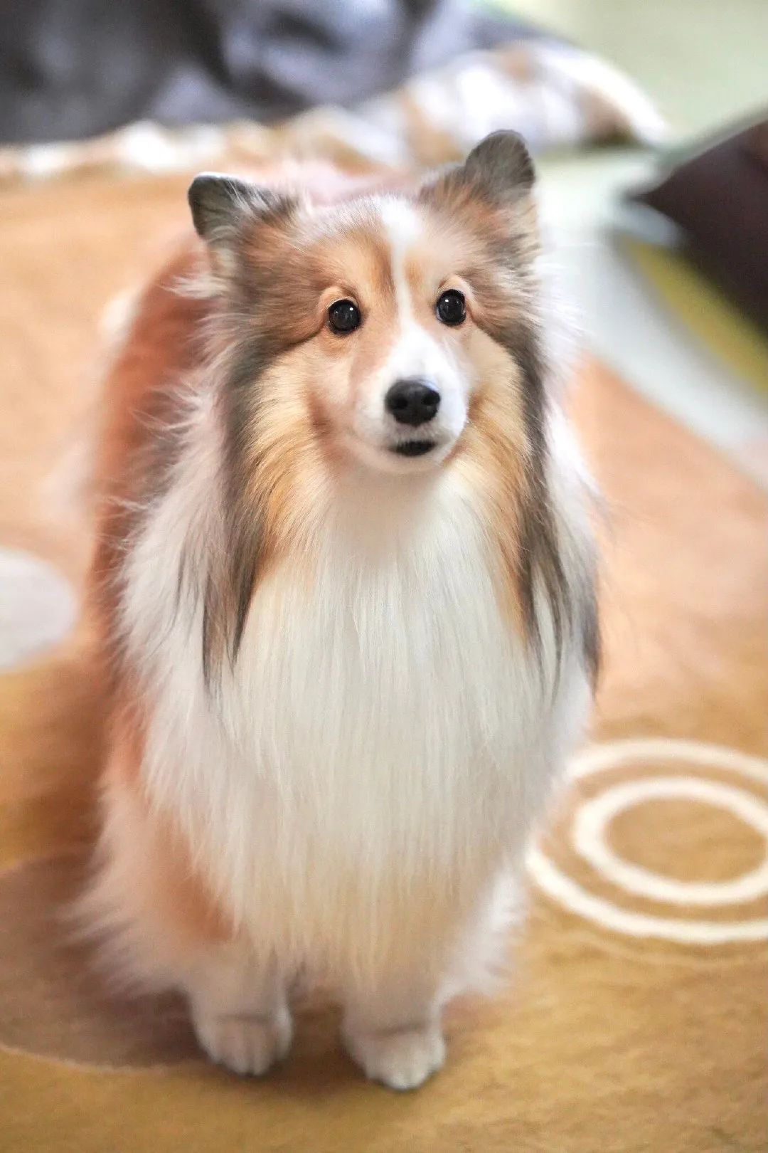 千万别随便给一只喜乐蒂洗澡,否则...它会化身杏鲍菇!|喜乐蒂|杏鲍菇|