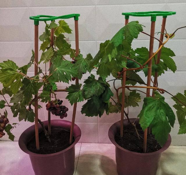 阳台种葡萄有2技巧果子一串串好吃好看美味比养花有趣