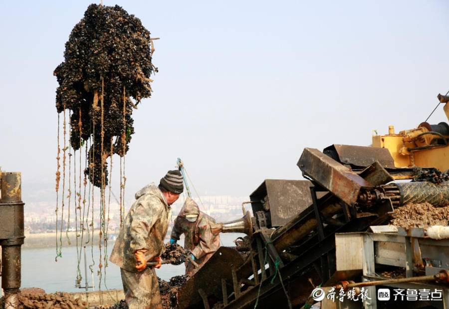 现在海虹大量上市啦|养殖_新浪新闻