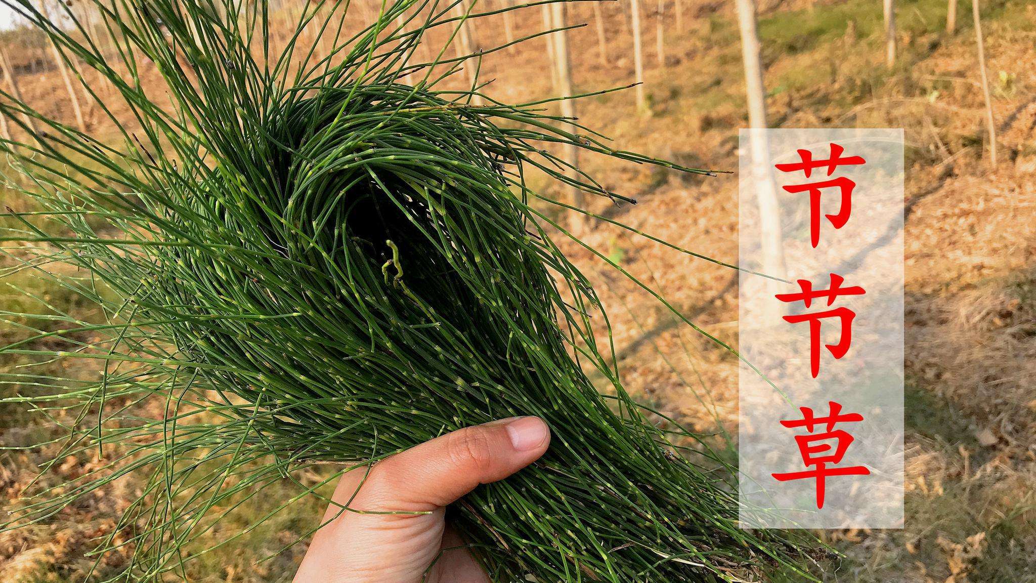 农村常见的节节草,人称节骨草,木贼,有4大厉害妙用,知道吗?__财经头条