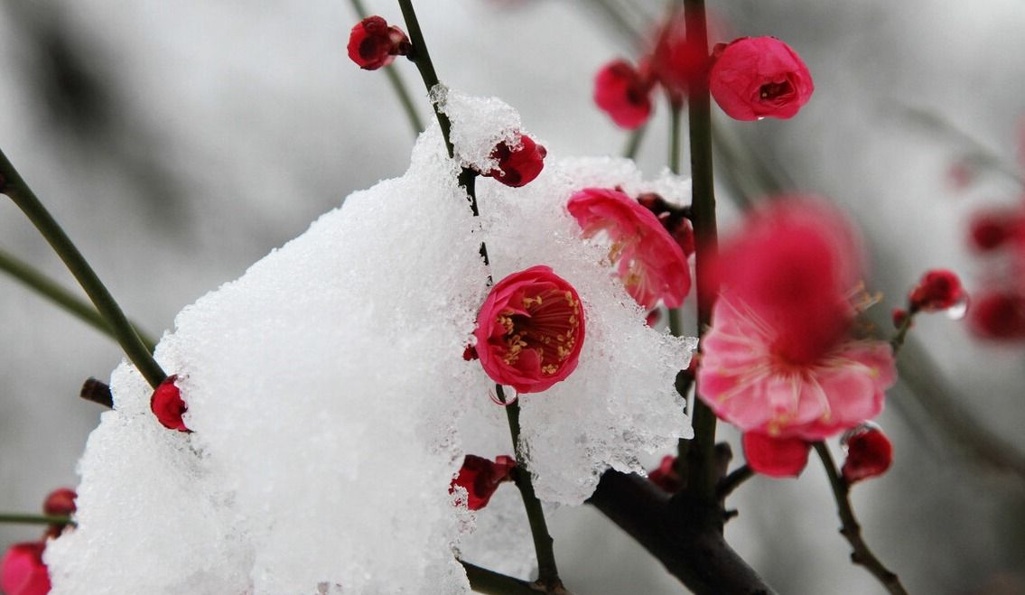 今天是正月十三，也是七九开头，雨雪来袭，有啥预兆？休闲区蓝鸢梦想 - Www.slyday.coM