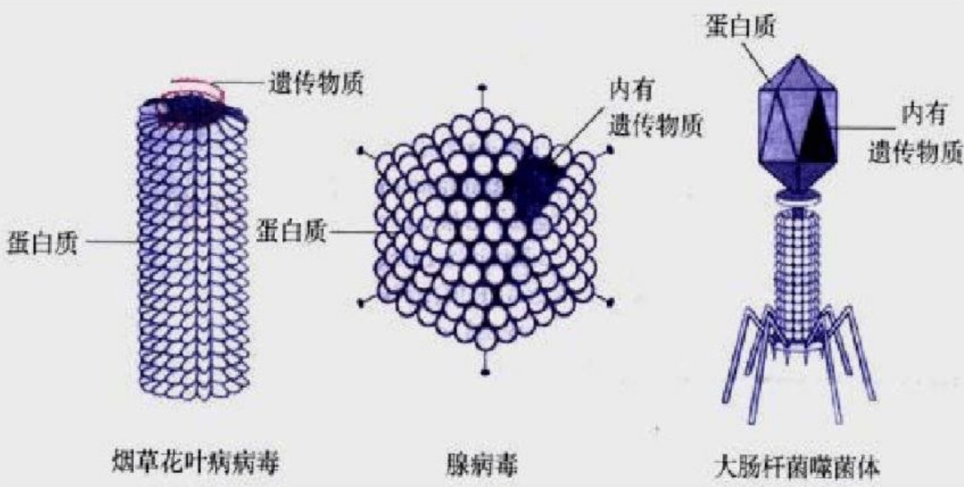 烹煮都杀不死的朊病毒致死率100无药可救感染后有多恐怖