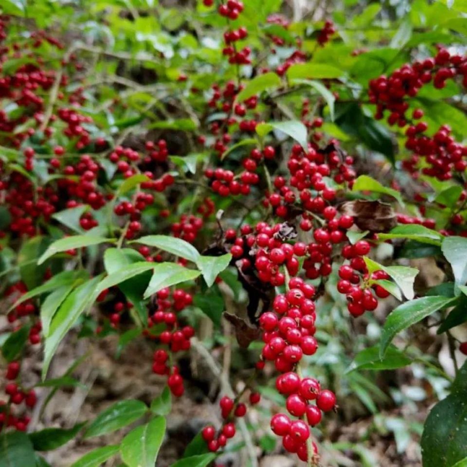 农村山路边生长的咳喘消学名毛冬青挂满红通通果实用途很强大