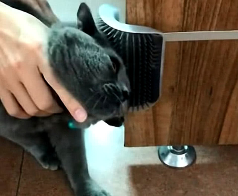 主人买回一款猫咪按摩器,猫咪尝试后不配合,脸上表情让人捧腹休闲区蓝鸢梦想 - Www.slyday.coM 主人买回一款猫咪按摩器,猫咪尝试后不配合,脸上表情让人捧腹休闲区蓝鸢梦想 - Www.slyday.coM