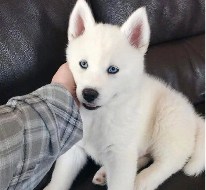 哈士奇一身白颜值要上天软萌高冷网友二哈走高冷路线了