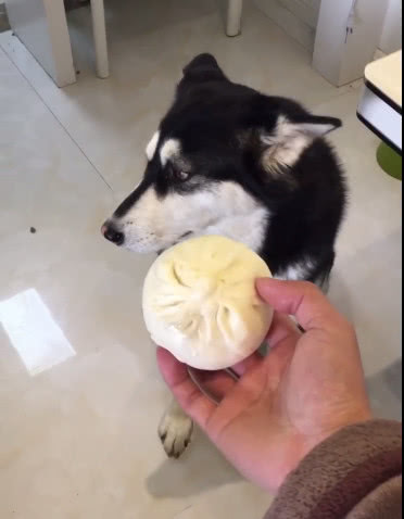 主人想知道肉包子打狗是不是有去无回,哈士奇的反应把他弄懵了!