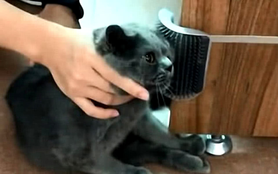 主人买回一款猫咪按摩器,猫咪尝试后不配合,脸上表情让人捧腹休闲区蓝鸢梦想 - Www.slyday.coM 主人买回一款猫咪按摩器,猫咪尝试后不配合,脸上表情让人捧腹休闲区蓝鸢梦想 - Www.slyday.coM