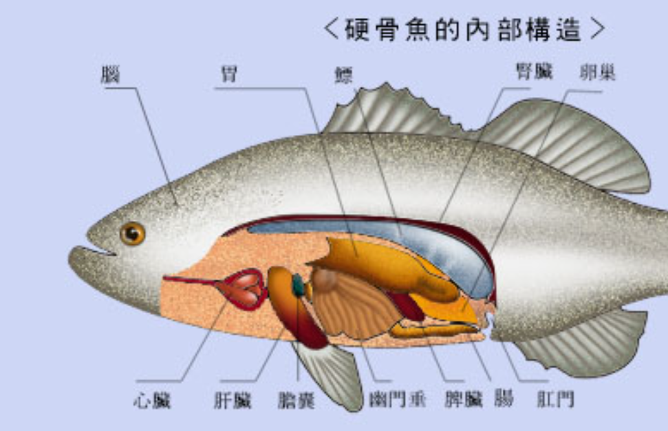 地中海曾被发现巨大骨架长约30米有3个叶片是什么生物
