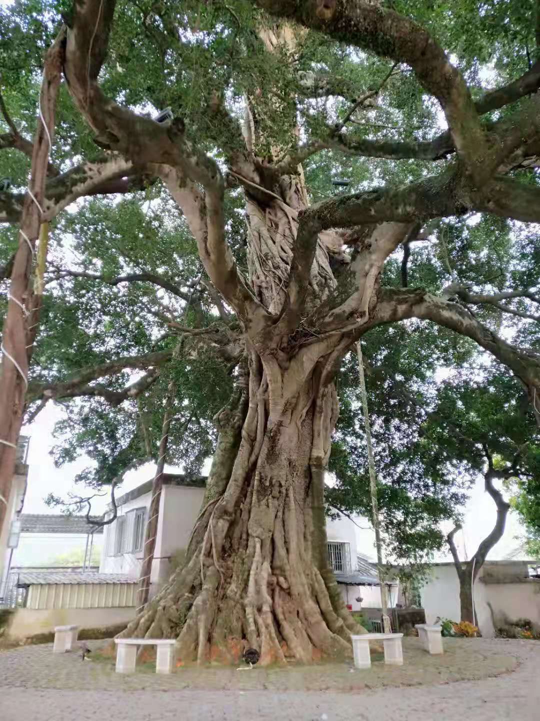驻潮州文祠镇帮扶工作队让300年古榕见证乡村新年新面貌|潮州市|周边|古榕树|公园|村民_新浪新闻