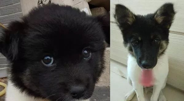 领养了那只超萌的黑头白身狗宝宝,可两个月后:我被骗了?|狗_新浪新闻