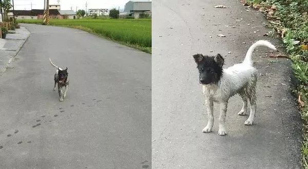 领养了那只超萌的黑头白身狗宝宝,可两个月后:我被骗了?|狗_新浪新闻