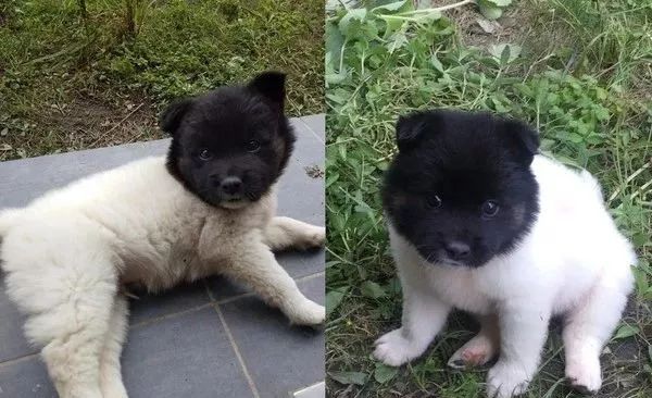 领养了那只超萌的黑头白身狗宝宝,可两个月后:我被骗了?|狗_新浪新闻