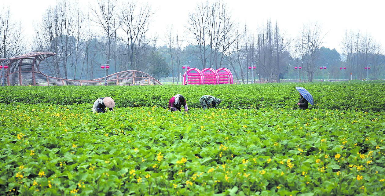 “稳糖米”、彩色油菜花 种业科研创新亮点多休闲区蓝鸢梦想 - Www.slyday.coM