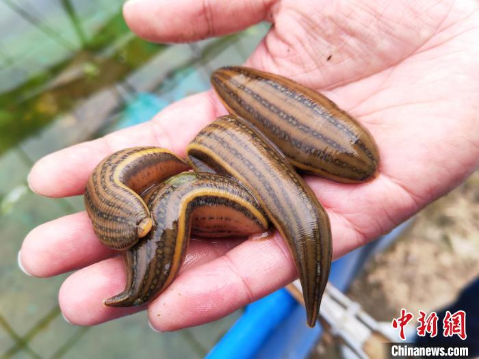 盐城80后小伙回乡创业养水蛭走出别样蛭富路