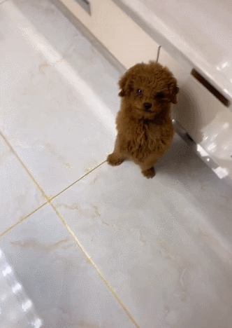 小泰迪听到就跳舞手舞足蹈网友唯一跳过蹦迪的狗狗