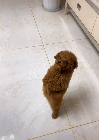 小泰迪听到就跳舞手舞足蹈网友唯一跳过蹦迪的狗狗