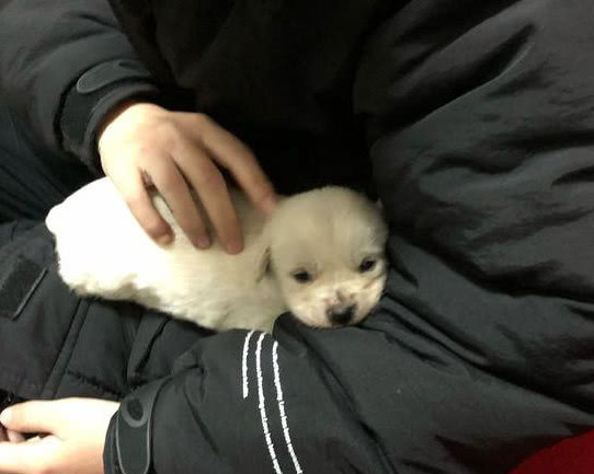 小奶狗无家可归，被发现后直接往人怀里钻，求收养的动作让人心疼休闲区蓝鸢梦想 - Www.slyday.coM