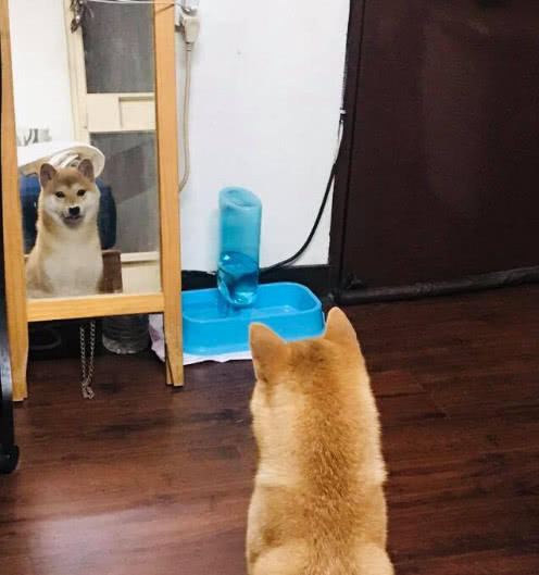 狗年已过柴犬依旧自恋，每天都得照镜子，还是大街上最帅气的柴犬休闲区蓝鸢梦想 - Www.slyday.coM