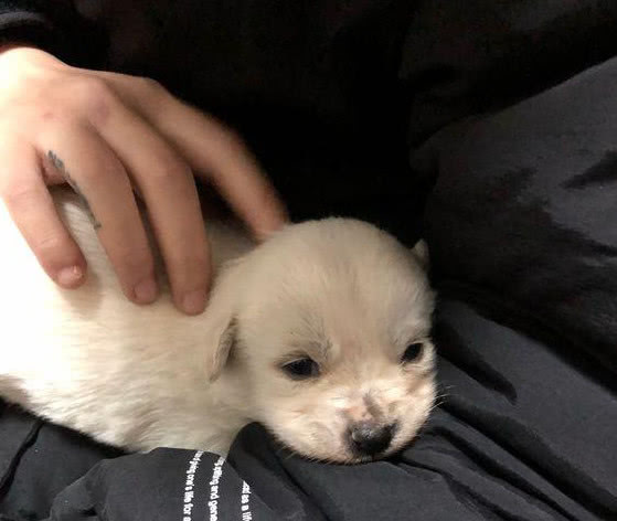 小奶狗无家可归，被发现后直接往人怀里钻，求收养的动作让人心疼休闲区蓝鸢梦想 - Www.slyday.coM