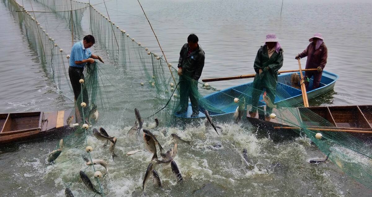 鱼群泛滥湖北5湖计划捕捞1800万斤鱼长江禁渔才3年为何开捕
