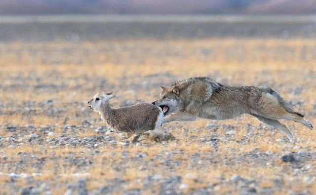 2021年30多只羊葬送狼口,如咬人,还保护吗?__财经头条