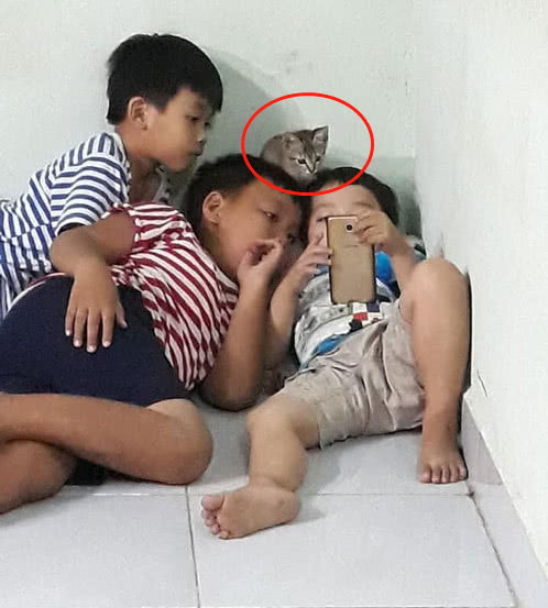 熊孩子玩手机嗨皮，小猫咪凑近看得眼都不眨，这看的什么猫玩意休闲区蓝鸢梦想 - Www.slyday.coM