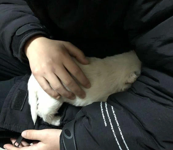 小奶狗无家可归，被发现后直接往人怀里钻，求收养的动作让人心疼休闲区蓝鸢梦想 - Www.slyday.coM