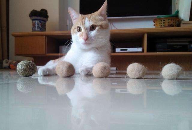 养猫最大的缺点不是掉毛，而是它们！休闲区蓝鸢梦想 - Www.slyday.coM