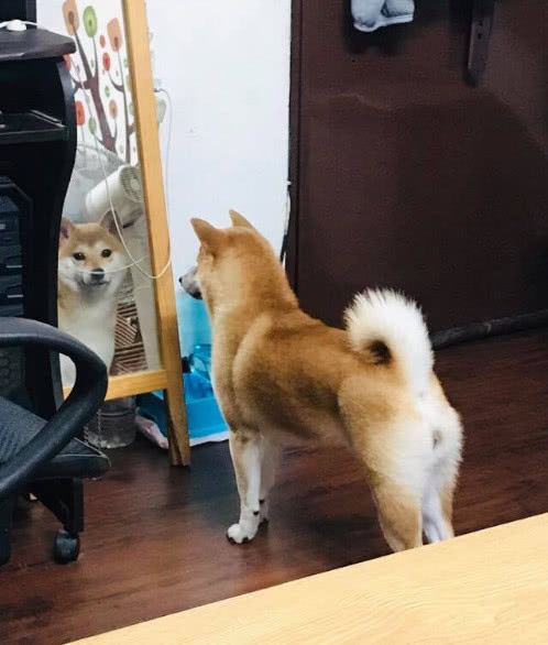 狗年已过柴犬依旧自恋，每天都得照镜子，还是大街上最帅气的柴犬休闲区蓝鸢梦想 - Www.slyday.coM