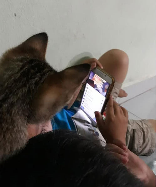 熊孩子玩手机嗨皮，小猫咪凑近看得眼都不眨，这看的什么猫玩意休闲区蓝鸢梦想 - Www.slyday.coM