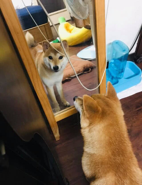 狗年已过柴犬依旧自恋，每天都得照镜子，还是大街上最帅气的柴犬休闲区蓝鸢梦想 - Www.slyday.coM