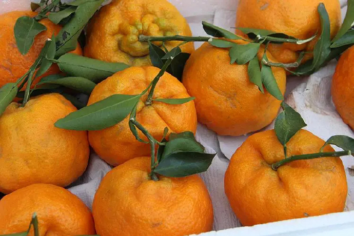 好吃的椪柑|椪柑|果肉|份量_新浪新闻