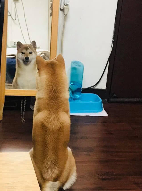 狗年已过柴犬依旧自恋，每天都得照镜子，还是大街上最帅气的柴犬休闲区蓝鸢梦想 - Www.slyday.coM