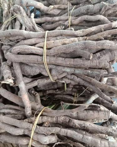 羊角藤,它的果实长得非常奇特,有补肾止血的功效,看