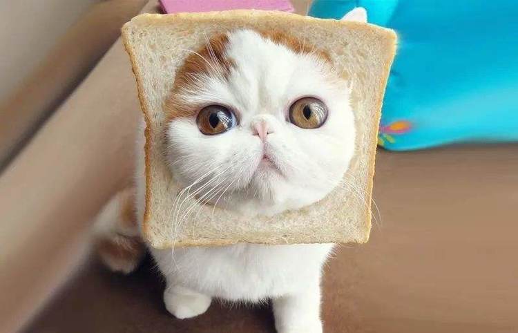 养猫最大的缺点不是掉毛，而是它们！休闲区蓝鸢梦想 - Www.slyday.coM