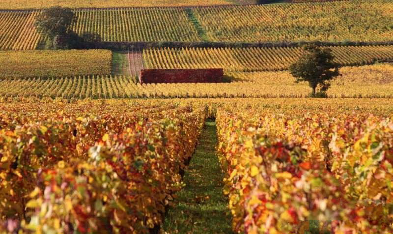 法国勃艮第的黄金产区金丘,金丘产区独特的复合式法定产区名称|葡萄园