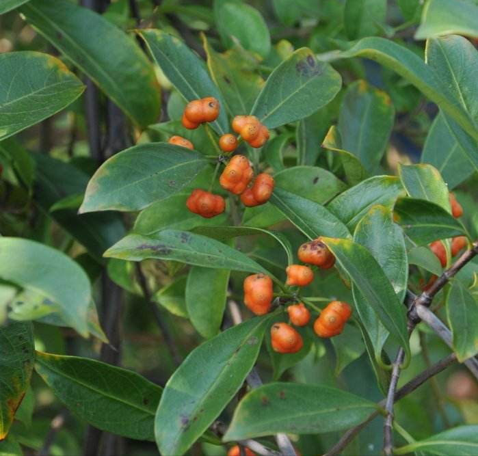 羊角藤,为茜草科植物羊角藤的根或根皮.具有祛风除湿,补肾止血之功效.