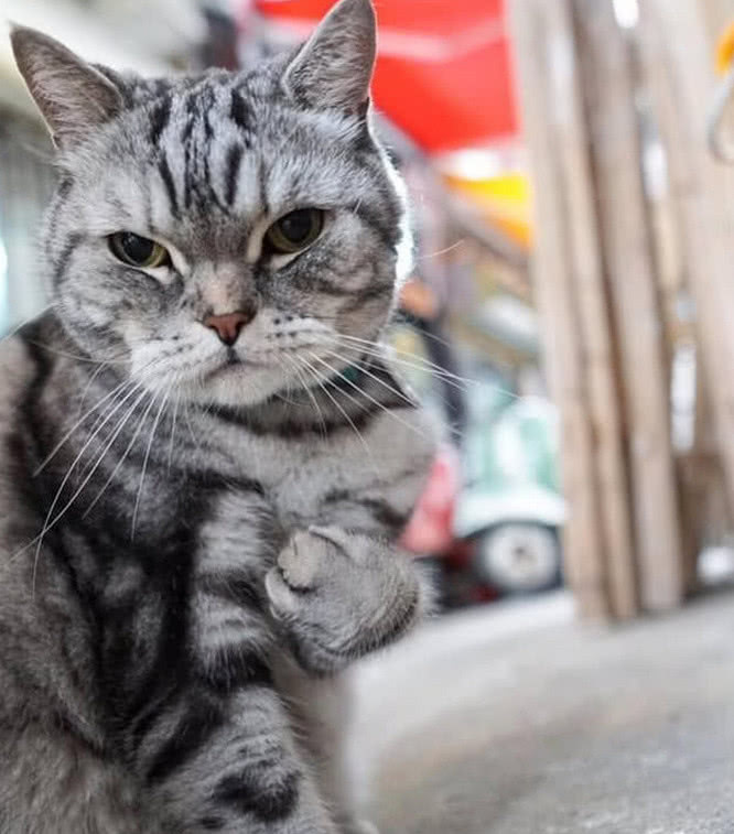 猫咪走路霸气侧漏,是整条街最霸气的仔了,网友:社会我浩南哥!