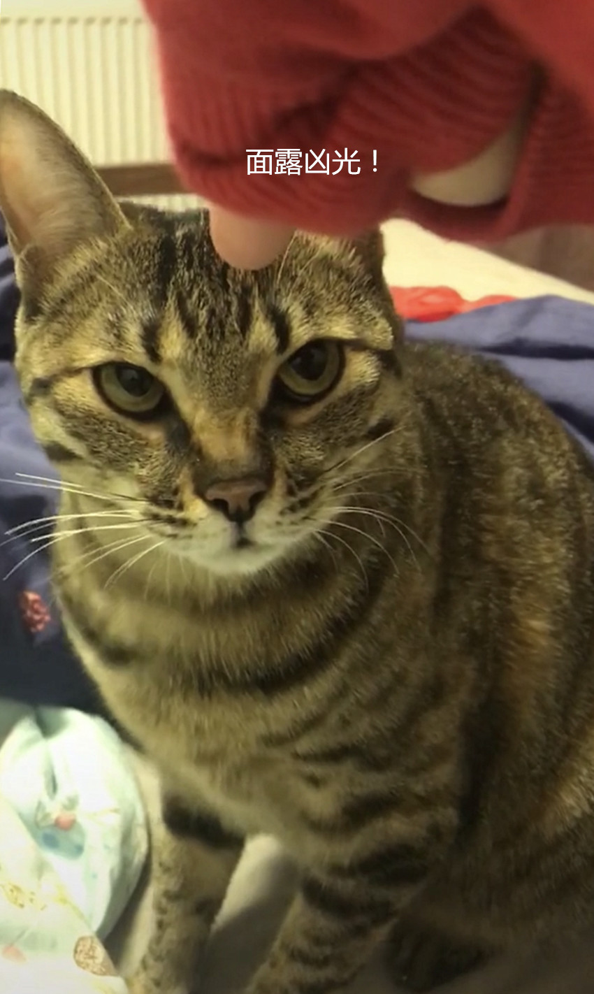 狸花猫被主人指着鼻子后眼神逐渐变凶都说不要手指指了