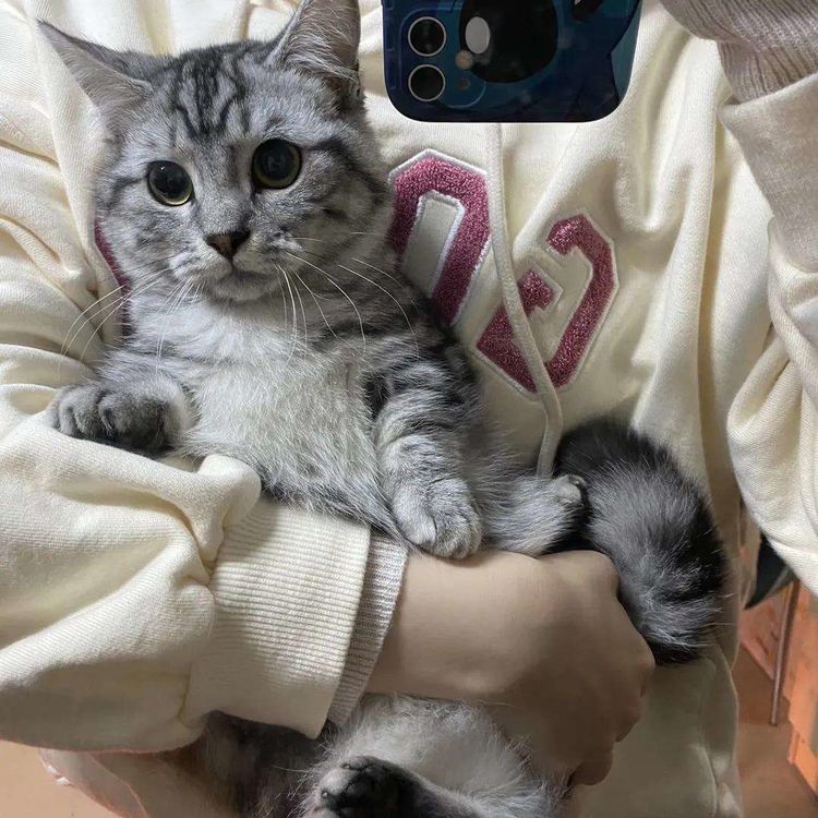 养猫最大的缺点不是掉毛，而是它们！休闲区蓝鸢梦想 - Www.slyday.coM