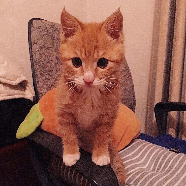 养猫最大的缺点不是掉毛，而是它们！休闲区蓝鸢梦想 - Www.slyday.coM