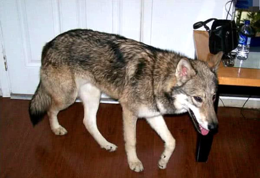 小狼受伤被救回为了报恩以身相许家犬生下的孩子让人笑哭