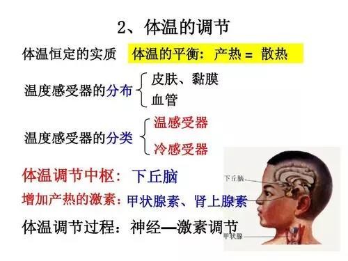长期不发烧,是好事还是坏事?不发烧更容易得癌症?休闲区蓝鸢梦想 - Www.slyday.coM 长期不发烧,是好事还是坏事?不发烧更容易得癌症?休闲区蓝鸢梦想 - Www.slyday.coM