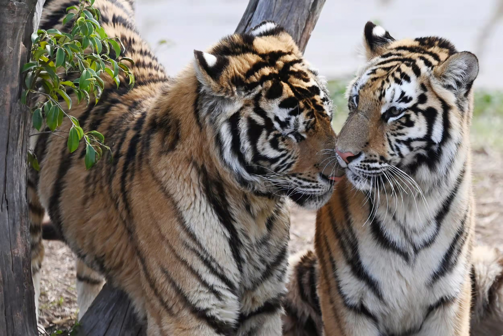 深圳野生动物园动物"情侣们"花式秀恩爱|爱意_新浪新闻
