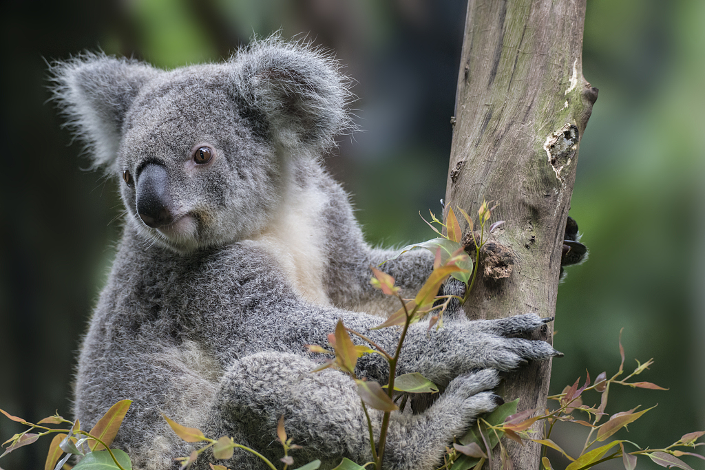 数量急剧下降考拉变成濒危动物