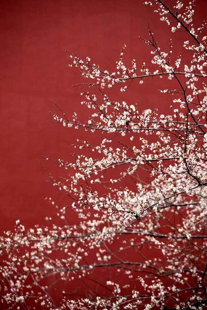 西湖小故宫火到爆和梅花红墙合影要踩绿化记者果断放弃也希望你脚下